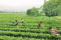 LETOU乐投,油茶莳植生产加工销售,植物油莳植生产加工销售