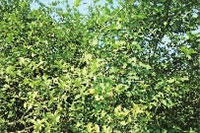 LETOU乐投,油茶莳植生产加工销售,植物油莳植生产加工销售