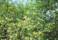 LETOU乐投,油茶莳植生产加工销售,植物油莳植生产加工销售